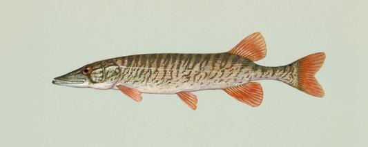 fish Esox lucius and Esox masquinongy Introduced into GA, not