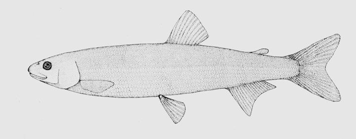 Osmeriformes Superfamily Galaxioidea usually no pyloric caeca, no supramaxillae Southern Hemisphere (S AM, Aus, NZ, S Africa) Two Families Retropinnidae (New Zealand Smelts and Graylings ) 3 genera 5