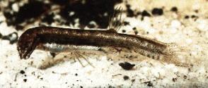 Australian Salamanderfish small (50 mm), invertivore posterior dorsal & anal fins