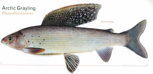Salmoniformes trouts, 1 Family Salmonidae 11 genera, 66 spp.