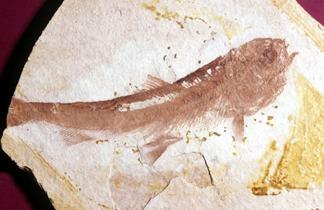 spp. Salmon, trouts, charrs A 30 cm long specimen of Eosalmo driftwoodensis from the Eocene of Smithers, B.C.