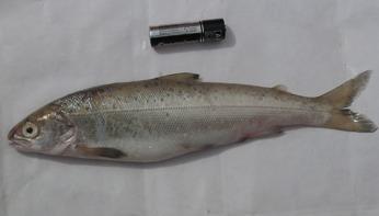 obtusirostris Adriatic trout Hucho 3 spp
