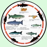 Pacific salmon are anadromous, migrating upstream to spawn in natal streams (they were