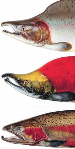 kype elongated jaws in spawning male salmon Pink Salmon Sockeye Salmon