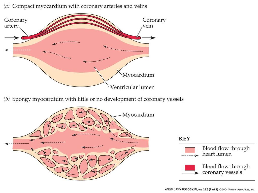 Blood Supply to the Heart?