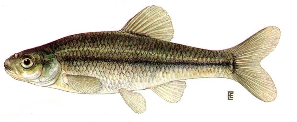 e.g., sunfish