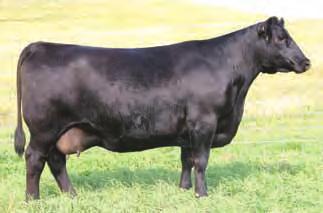0474 Semen Packages Semen Packages will consist of 20 Straws of Semen to be drawn following the 2011 Show Season.