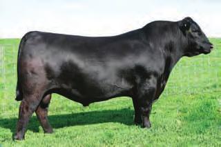Only original purchasers of SAV Bullion 0474 will be welcomed to purchase additional semen packages prior to the August 1, 2013 Exclusive Date.