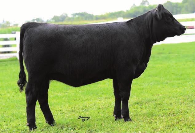 Cattle Co. EF Echo 4Y is a full sister to ESE Echo 12X that Soo Line Cattle Co. purchased from the RWF in 2010.