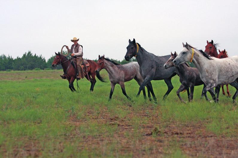 Buster McLaury joined the Wagon Wheel crew to gather mares on Friday morning. Set To Turn i think it s incumbent on all breeders of the american Quarter Horse to breed responsibly, Rusty says.