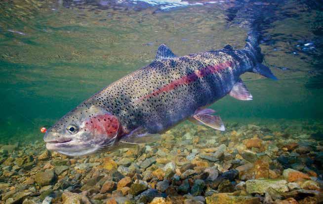 rainbow trout. Alaska s reputation for spectacular scenery and abundant wildlife won t let you down. the way to go.