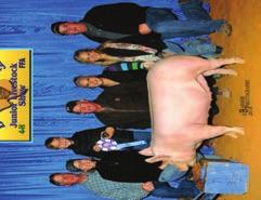 WE HAVE BEEN SHOWING REAL HOGS FOR 12 YEARS AND HAVE BEEN VERY HAPPY AND SUCCESSFUL WITH THEM.