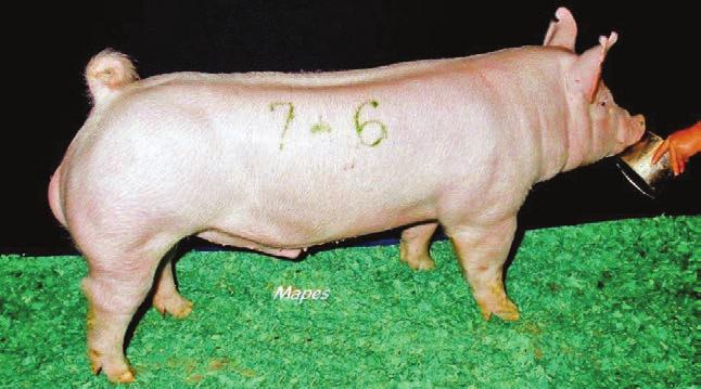 Y O R K S H I R E CDo1 PRESTIGE 87-3 (Mighty One x Tank) CHAMPION YORKSHIRE BOAR, 2011 NSR FALL CLASSIC Bred by Chuck Olsen, S. D. Another great one from the Olsen breeding program.