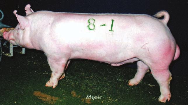 See the Supreme Breeding Gilt at Bexar County and placing barrows at Dallas. Owned with Holt, Doege and Sparks, and Schwartz. Reg.