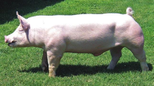 The 42-8 dam (Leader X Persuasian) was our #1 York sow Top SPI in herd of 108 and produced more hersdires and champion York boars than any other sow in our herd.