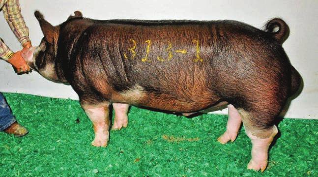 #113232003 RLP1 WILLIS 11-3 (Gary Coleman x Time Bandit) CHAMPION BERKSHIRE BOAR, 2011 NSR FALL CLASSIC. Dam is littermate to Time After Time. Bred by Randy Pullan, Oklahoma.