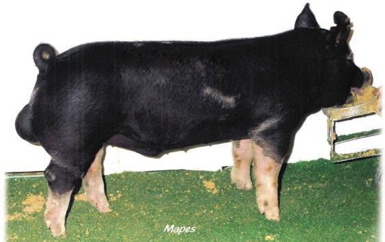 This, coupled with plenty of bone, a bold and square rib, powerful forearm, and tremendous top shape, make his pigs winners. Owned with Sullivan. Reg.