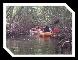 Explorers navigate to the mangroves and sandbars around Biscayne Bay. Kayakers learn about the environment and the sea life of Biscayne Bay through hands-on activities. Lunch is included.