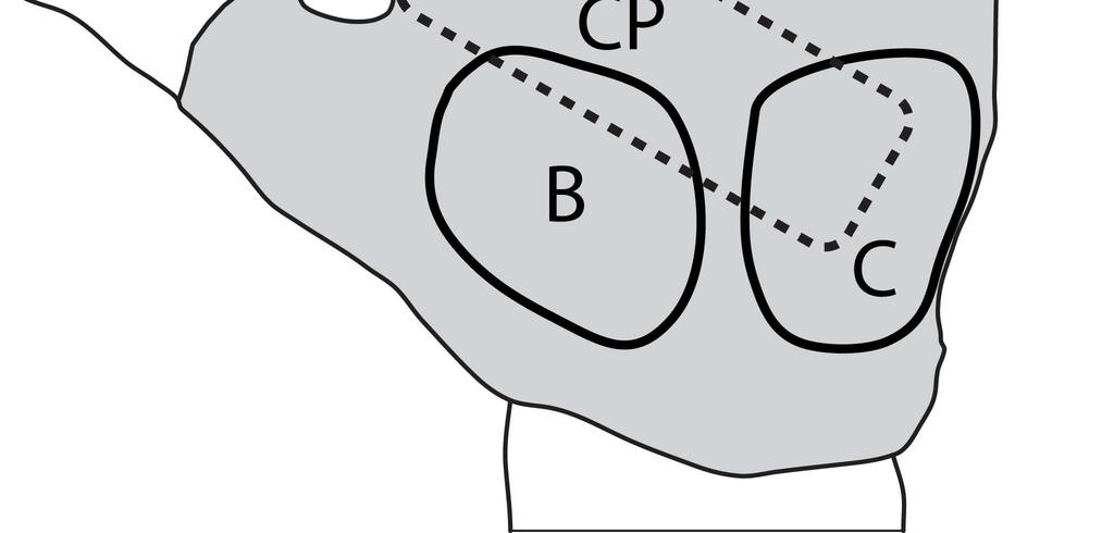 The contact patch (CP on Figure 2a) corresponded to the area where the gloves were in contact with the instrumented brake hoods.
