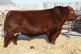 5 +82 +121 +5 +46 Reference Sires RED SSS STAUNCH 64Y OSF Male SBB 64Y 1654946 February 11 2011 RED MLK CRK CUB 722 OSF MAF RED CROWFOOT OMEGA 9179J Sire: RED 5L NORSEMAN KING 2291 OSF MAF RED SSS