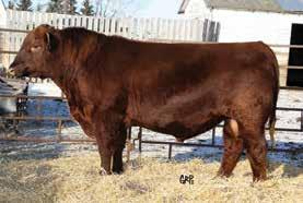 I sires in the industry: RED K F X-RAY 26X MAF Male KJG 26X 1589973 February 09 2010 RED VGW RAMBLER 1000 OSF RED BRYLOR SDL PASQUALE 213P RED XXX LAKME 70M OSF MAF Sire: RED BRYLOR SDL SQUALL 230S