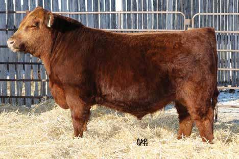 49A RED K F ARBOR 49A Male KJG 49A 1760361 March 31 2013 BW: 84 Adj 205: 839 49A 49A and Dam at CWA Selling 100% possession and Clint will be retaining 25% semen interest.