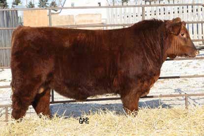4 +60 +87 +19 +49 We all talk about the next herd sire to buy and everyone has different criteria that they are looking for. 49A is a bull that cannot be denied herd sire status in anyone s program.