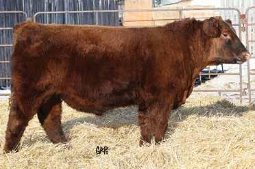 7A 7A is a stylish bull who catches your eye. He has a little more birth weight but was born unassisted out of a first calf heifer.