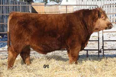 The maternal brother to Red K F Mia 40Y was Senior Champion at RBS 10 and sold for $4400 to Mervyn Nakonechny, Cupar.
