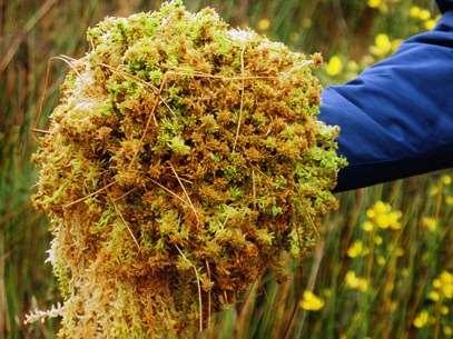 This is Sphagnum Moss Made from one of over 250 species of