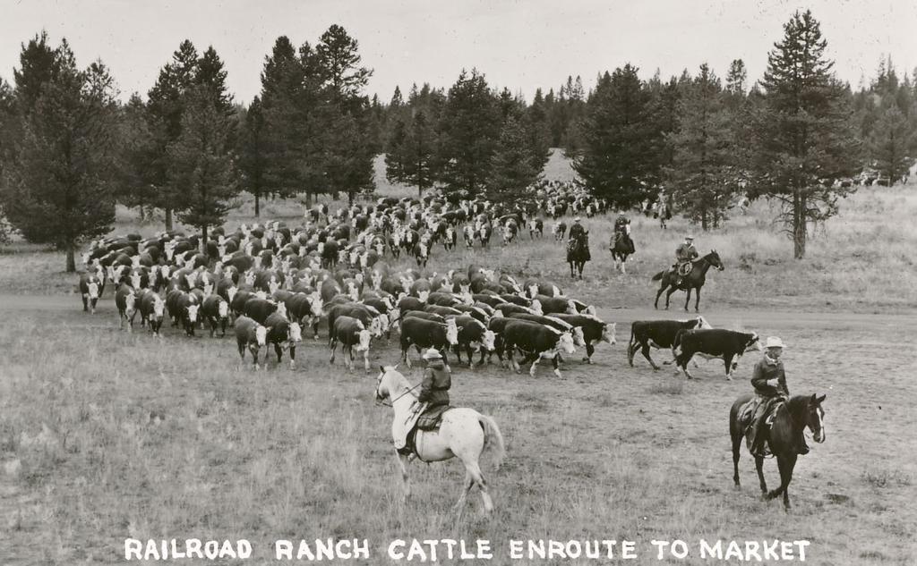 side of the Railroad Ranch operation was just as important to the Harrimans as State Park. "And E.H. the fishing and hunting. (Courtesy Harriman State Park) Harriman bought it sight-unseen.