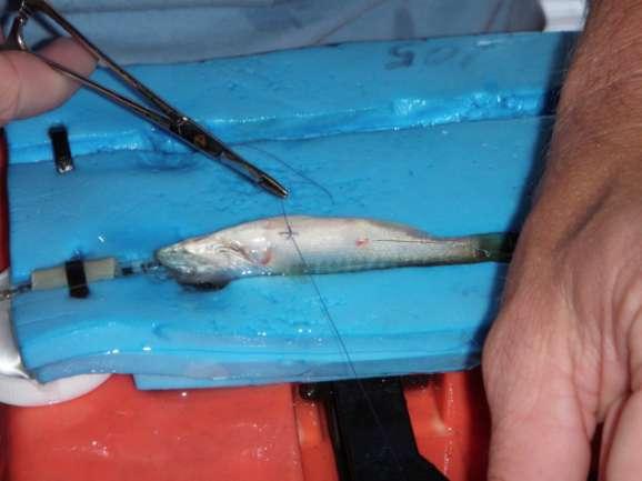 Surgical Techniques Smallest fish tagged in a