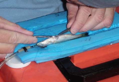 2009 (May 18) Tagging - 50 hatchery fish tagged Stocking Stocked ~ 11,000 hatchery fish along