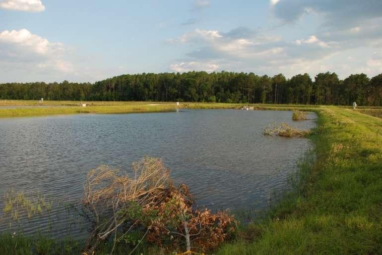 Research Ponds Four 1-acre ponds Community