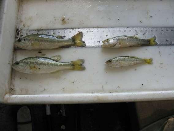 Conditioned fish Mean Total Length (mm) 120 110 100 90 Pond 21 Pond 22