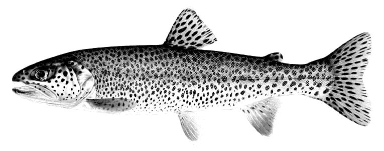 Preferred area Figure 2. The preferred area for collecting scales from coastal cutthroat trout. Scales first develop above and below the lateral line near the caudal peduncle.