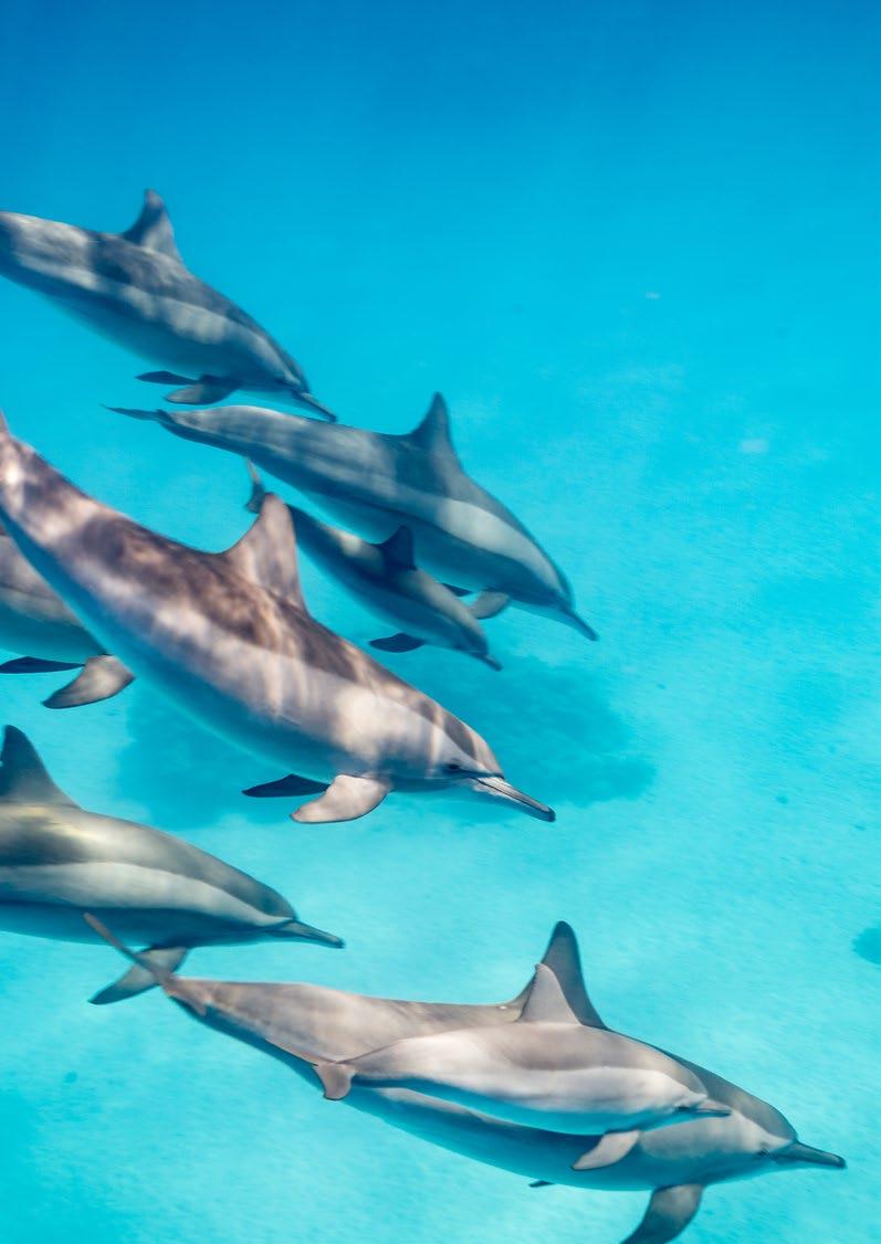 DOLPHIN CRUISE Baa Atoll is one of the best atolls to spot dolphins! The most common species are Spinner Dolphins which provide a spontaneous and breathtaking show of their own.
