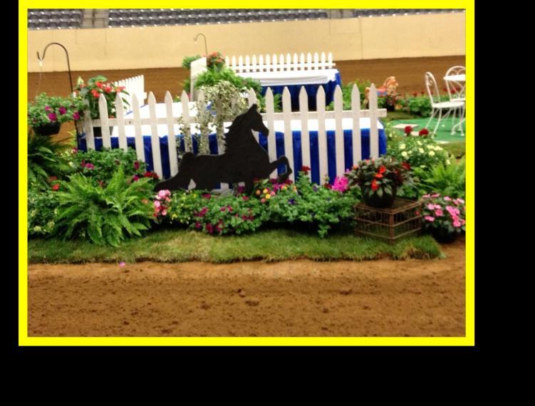Saddle Seat Equitation; rated A in Open English Pleasure Cash and