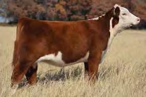 She is sired by the 2013 National Western Champion, Time s A Wastin,who is in the top two percent of the breed for Milk and CHB$ index.