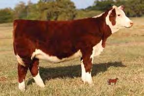 4302 has the genetics behind her to not only look great in the show ring, but make a great producing cow as well.