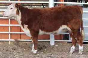 Pay close attention Hereford steer breeders. This little lady is royally bred for just that purpose. Sweet fronted, deep ribbed, wide quartered and sound. All in a frame 5.5 package.