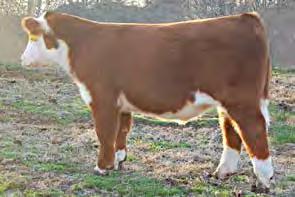 His classy style gives him the potential for a promising future in the show ring and the pasture! This young herd bull might be the buy of the sale!