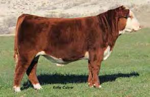 20 Lot 20 C 34S Miles 4235 ET COLYER HEREFORDS Bruneau, ID 208-845-2313 This is a big time herd bull prospect sired by the record selling and 2014 National Supreme Champion, Miles McKee.