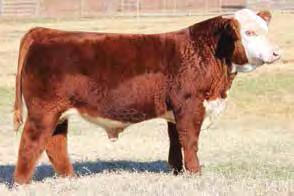 A non-sexed pregnancy with this exact mating sold for $20,000 in our 2014 female sale. This bull is moderate-framed, bold-ribbed and expressive-muscled like his sire.