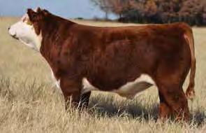 409B is a stout-made, long-bodied bull who is bred to be a performer.