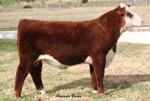 His mother 6155S, was the top selling female in the 2013 Holden Herefords Production Sale at $95,000 and has produced 11 bulls that have averaged over $32,000 in Holden sales.