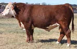 Here is truly the rancher s bull! Curly Bill is long-bodied, super easy fleshing, sound and is packed full of red meat. This bull can travel over any ranch, even the rough country, with ease.