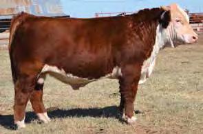 He is sired by the top selling bull in the 2011 Hereford Alliance Sale and out of an outstanding female we purchased from Perez Cattle Co. Selling 100% interest.