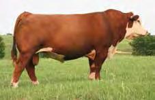 203 is a great herd bull for anyone from the purebred breeder, to the commercial cattleman. 30 KT S QUATRO 203 Lot 30 KT S Quatro 203 43367657 Calved: Nov.