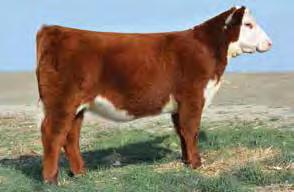 1 Lot 1 BF Bari 88X Lucy 4109 ET BF BARI 88X LUCY 4109 ET BRUMLEY FARMS/BAR ONE RANCH Orovado, NV 209-479-0287 4109 is out of Flirtatious a multiple national champion female and she has gone on to